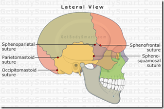 Sutures of the skull & Frontanelle